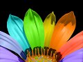 colorama