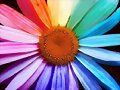 colorama