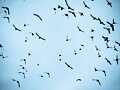 Migracion