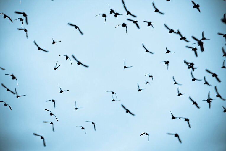 Migracion