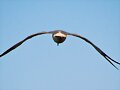 Gaviota