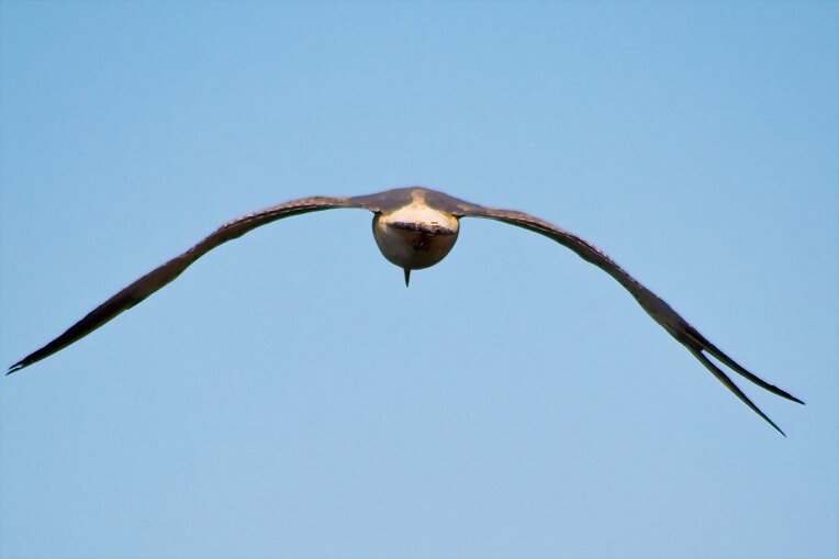 Gaviota
