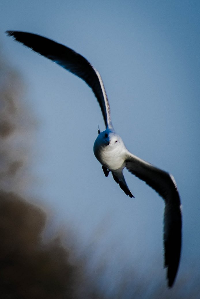 Libre!