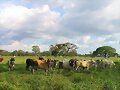 Llanos Venezolanos