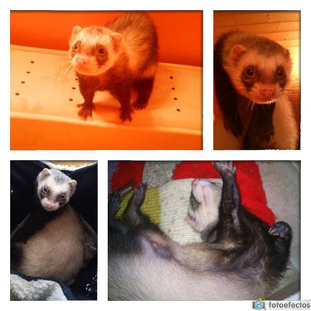 Collage Kany