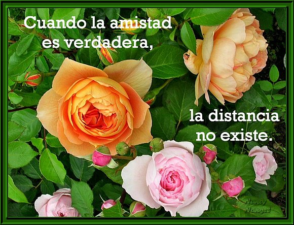 ***Con cariño les deseo una Feliz Semana***