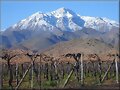 Vi&ntilde;edos   (Chile)