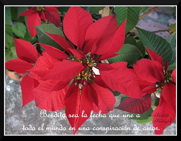 ***Con cariño les deseo una Feliz Semana***