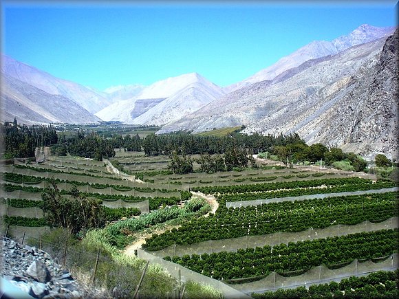Valle del Elqui   (Chile)