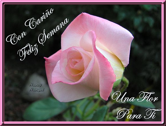 ***Con mucho cariño les deseo una FELIZ SEMANA***