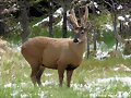 Huemul (Chile)