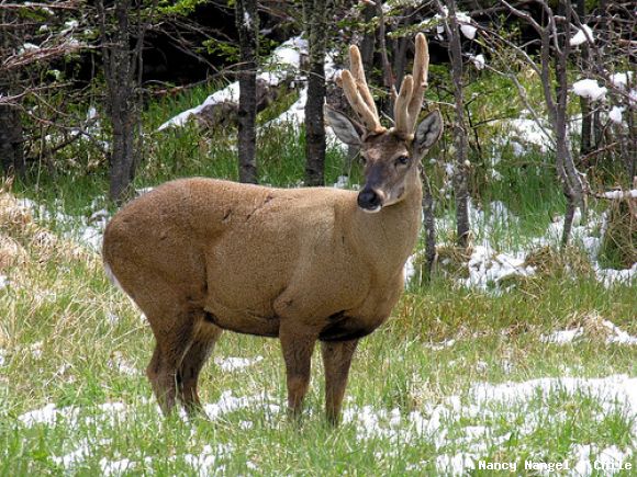 Huemul (Chile)