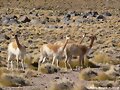 Vicu&ntilde;as (Chile)