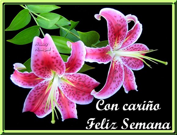 ***Con mucho cariño les deseo una Feliz Semana***