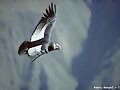 Condor Andino (Chile)