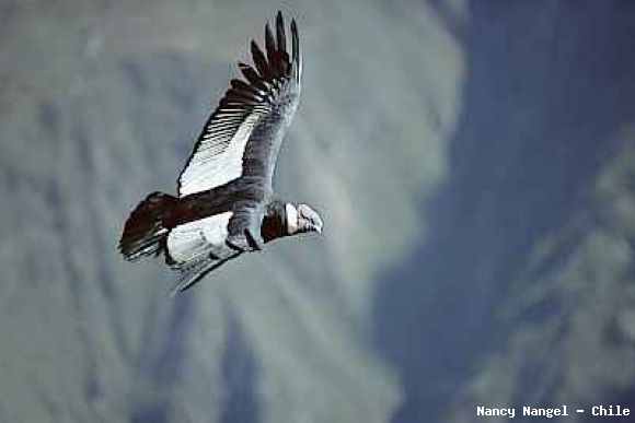 Condor Andino (Chile)