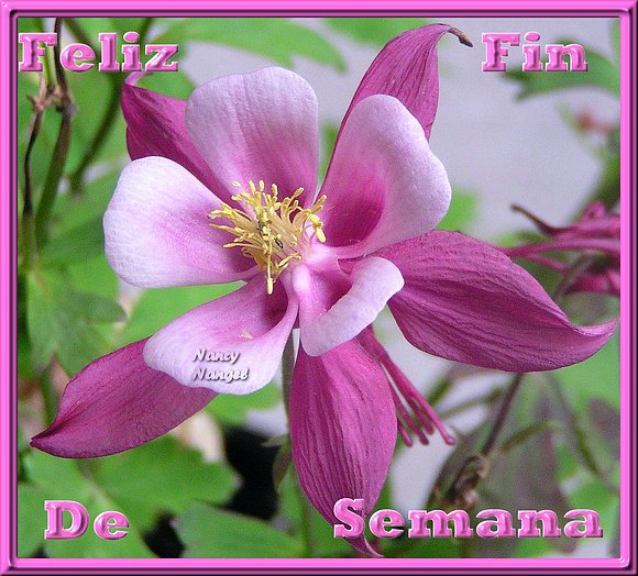 Con cariño les deseo un Feliz Fin de Semana