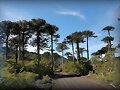 Araucarias   (Chile)