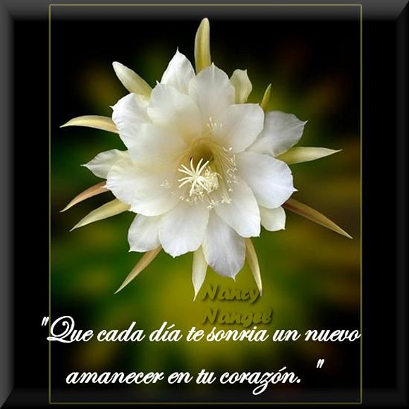 ***Con cariño te deseo una Feliz Semana***