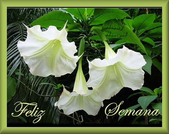 ***Con cariño te deseo una Feliz Semana***