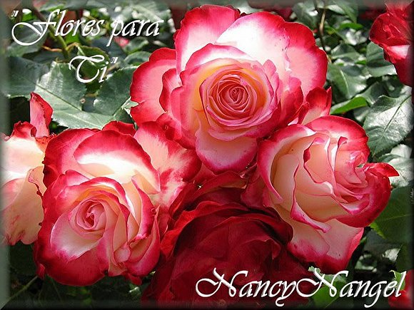 ***Feliz Día a todas las Madres del mundo***