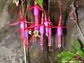 Fuchsia magallanica