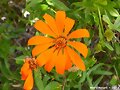 Clavel del Campo