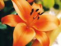 Una flor y un Pensamiento