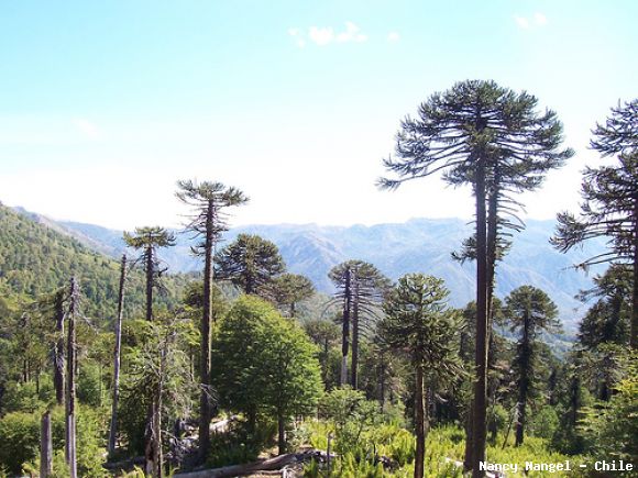 Bosque de Araucarias      (Chile)