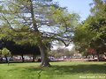 Plaza Mayor de Maipu   (Maipu)