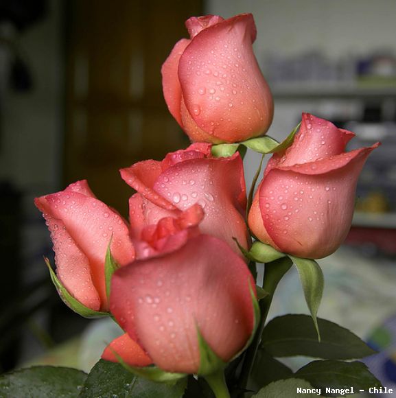***Feliz Jueves***