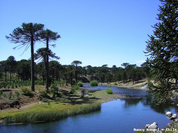 Arbol Araucaria (Chile)