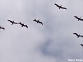 Pelicanos