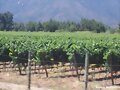 Vi&ntilde;edos - Casablanca  (Chile)