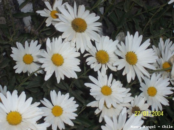 ***Feliz Jueves***