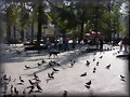 Palomas      (Chile)