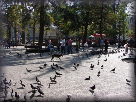 Palomas      (Chile)