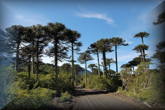 Araucaria   (Chile)