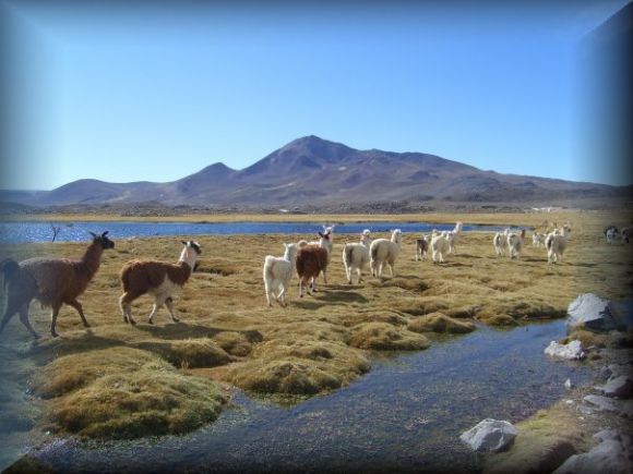 Parque Nacional Lauca  (Chile)