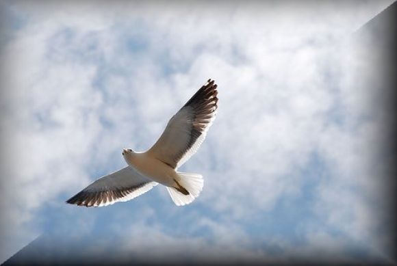 Gaviota