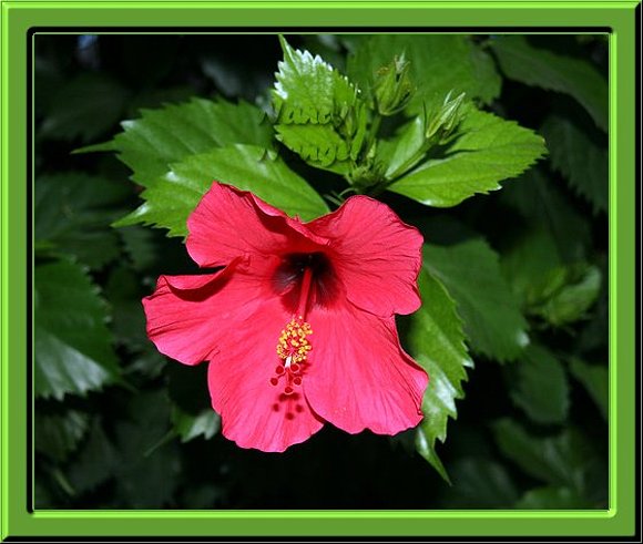 ***Feliz Semana mis Corazones Amigos***