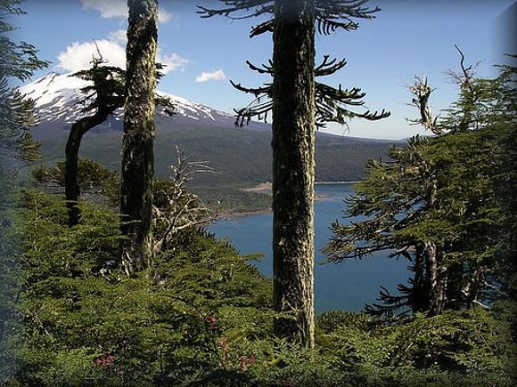 Lago Conguillio al fondo el Volcan Llaima  (Chile)