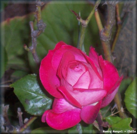 Flor de mi jardín para perfumar este día Jueves