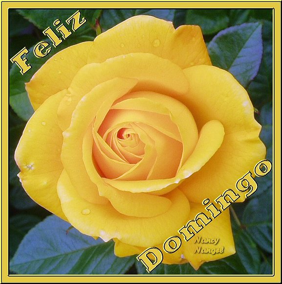 ***Feliz Domingo***