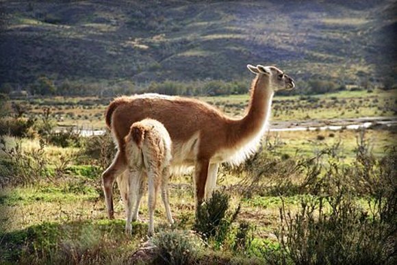 Guanaco