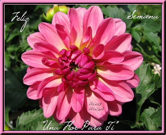 ***Feliz Semana mis corazones Amig@s***