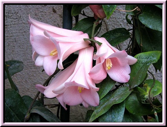 Copihue Rosado Flor Nacional de Chile