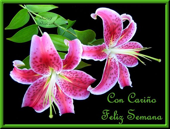 ***Con mucho cariño les deseo una Feliz Semana***