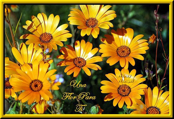 ***Feliz Semana mis Corazones Amig@s***