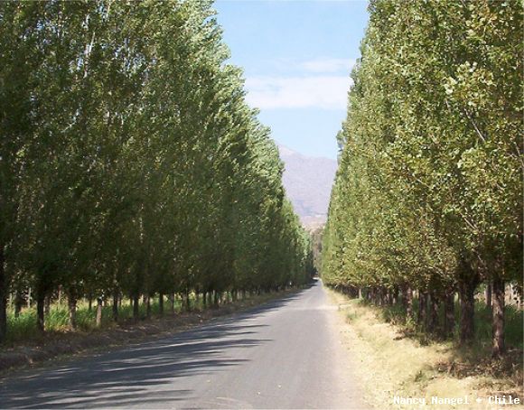 Los Andes (Chile)